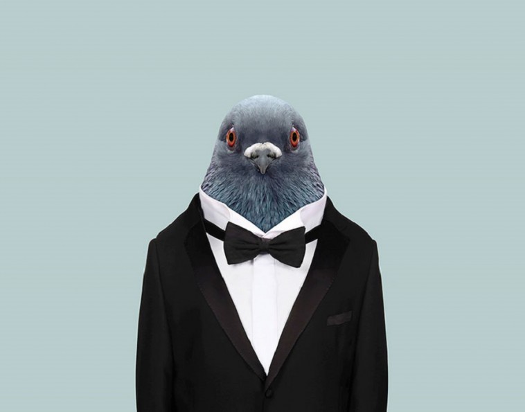 17 Proofs That Pigeons Totally Know How To Read